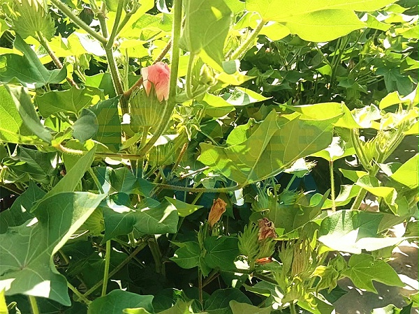 棉花施肥-用金亿洋水溶肥的棉花