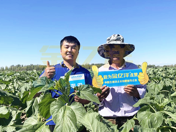 农资经销商-用金亿洋水溶肥的葵花