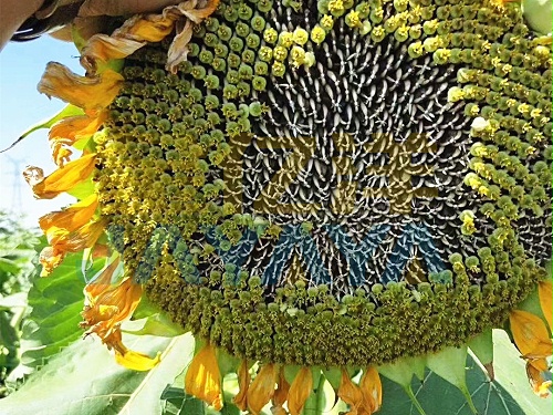 金亿洋水溶肥，葵花生长的得力助手