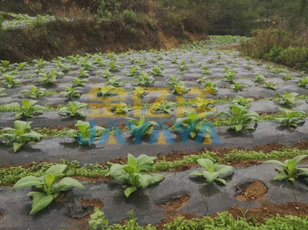 烤烟种植-烤烟用金亿洋水溶肥效果