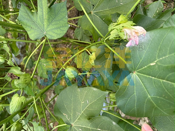 水溶肥品牌-用金亿洋水溶肥的棉花