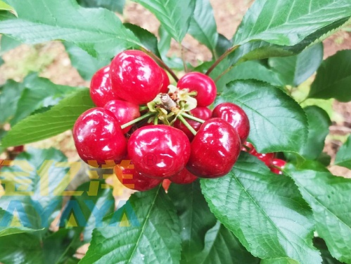 土壤板结怎么办？金亿洋微生物菌剂来帮忙