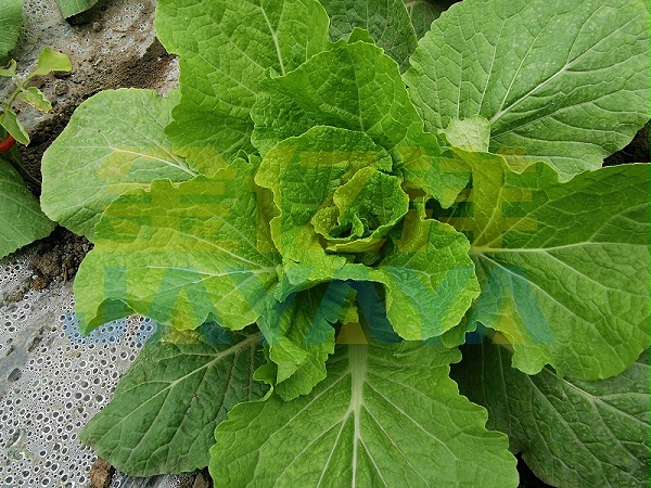 水溶肥-用金亿洋水溶肥的白菜