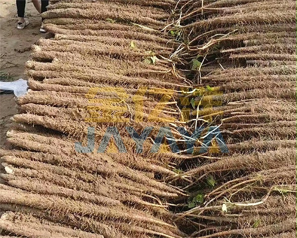 生根沃土肥-用金亿洋水溶肥的山药