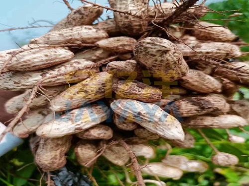 花生用什么肥料高产？看完轻松掌握