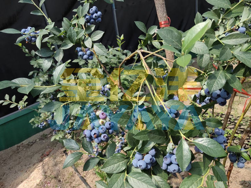 生根剂-用金亿洋生根剂的蓝莓
