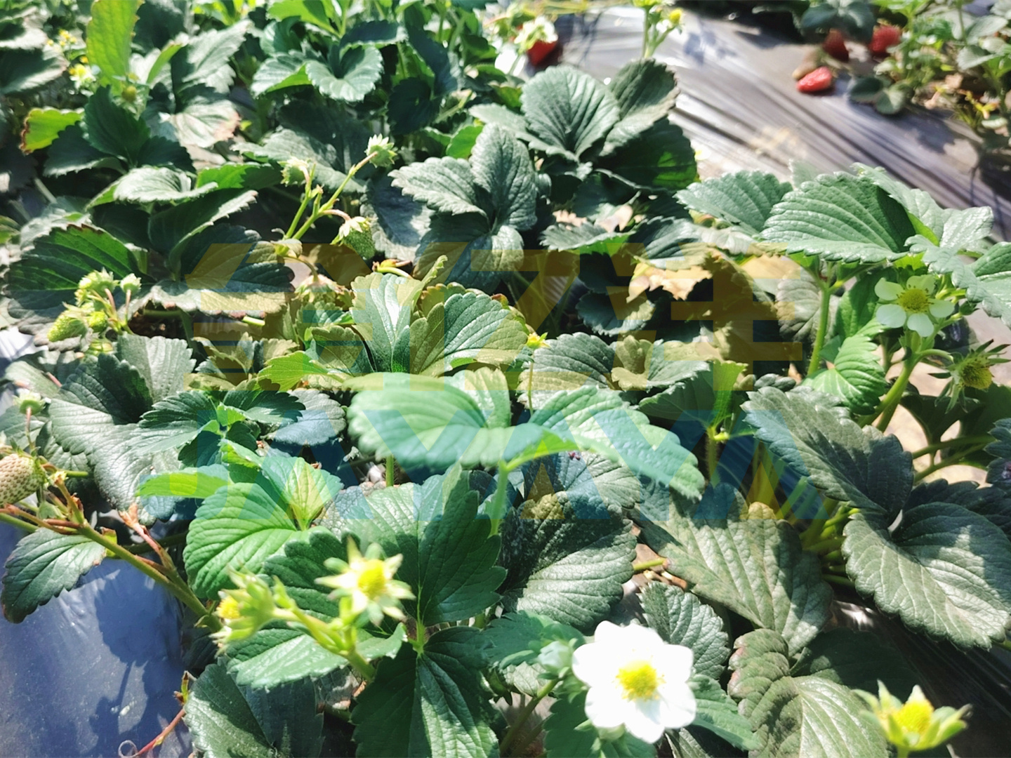 种植草莓产量高不高，施肥很关键
