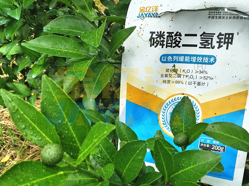 水溶肥-用金亿洋磷酸二氢钾的蜜桔