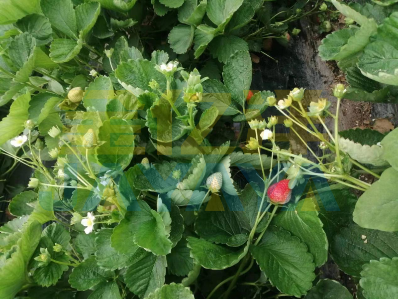 种植草莓-用金亿洋水溶肥的草莓