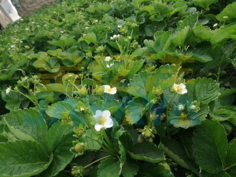 种植草莓-用金亿洋水溶肥的草莓1