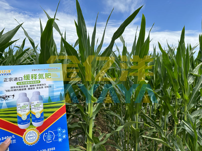 缓释氮肥-用金亿洋缓释氮肥的玉米